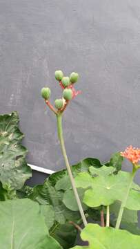 Imagem de Jatropha podagrica Hook.