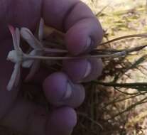 Image of Ixia paniculata D. Delaroche