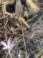 Image of Dianthus strictus Banks & Solander