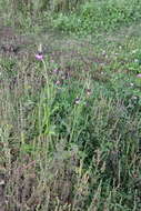 Image de Cirsium pendulum Fisch. ex DC.