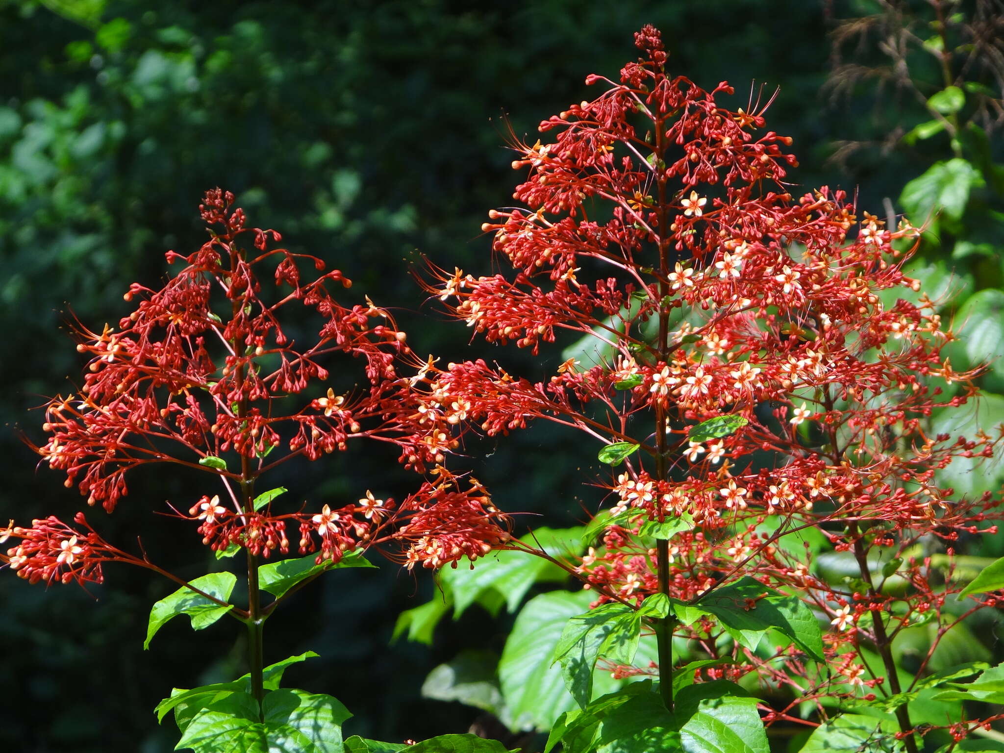 Imagem de Clerodendrum paniculatum L.