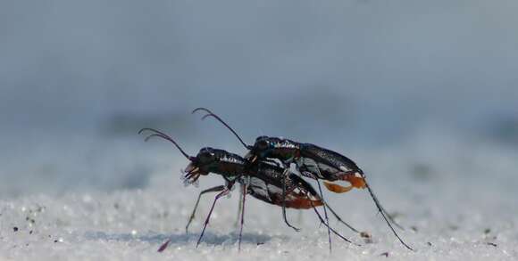 Image of Cicindela (Cicindelidia) scabrosa Schaupp 1884