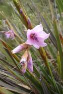 Image of Dierama dracomontanum Hilliard