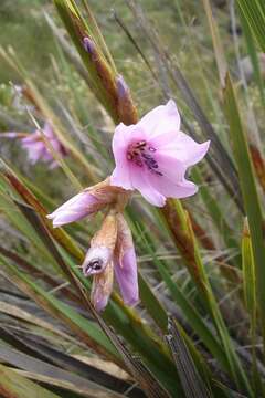 Image de Dierama dracomontanum Hilliard