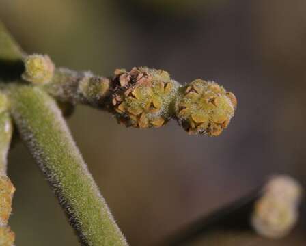 Image of Christmas mistletoe