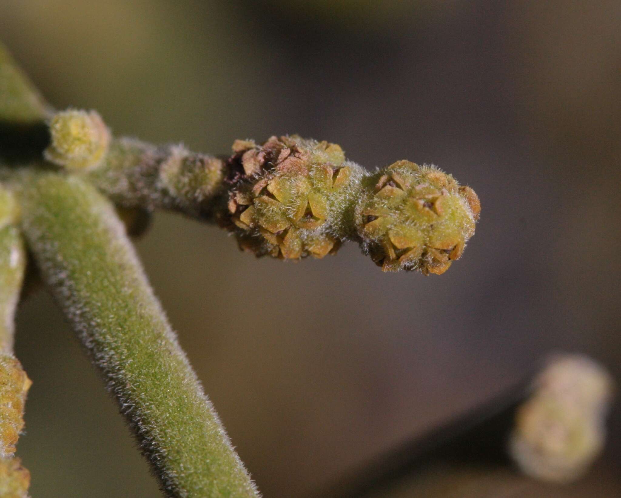 Imagem de Phoradendron leucarpum subsp. tomentosum (DC.) J. R. Abbott & R. L. Thomps.