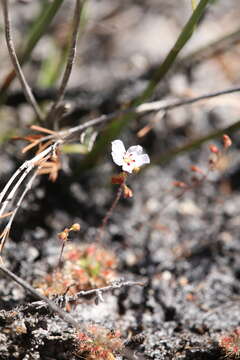 Image of Drosera sidjamesii Lowrie & Conran