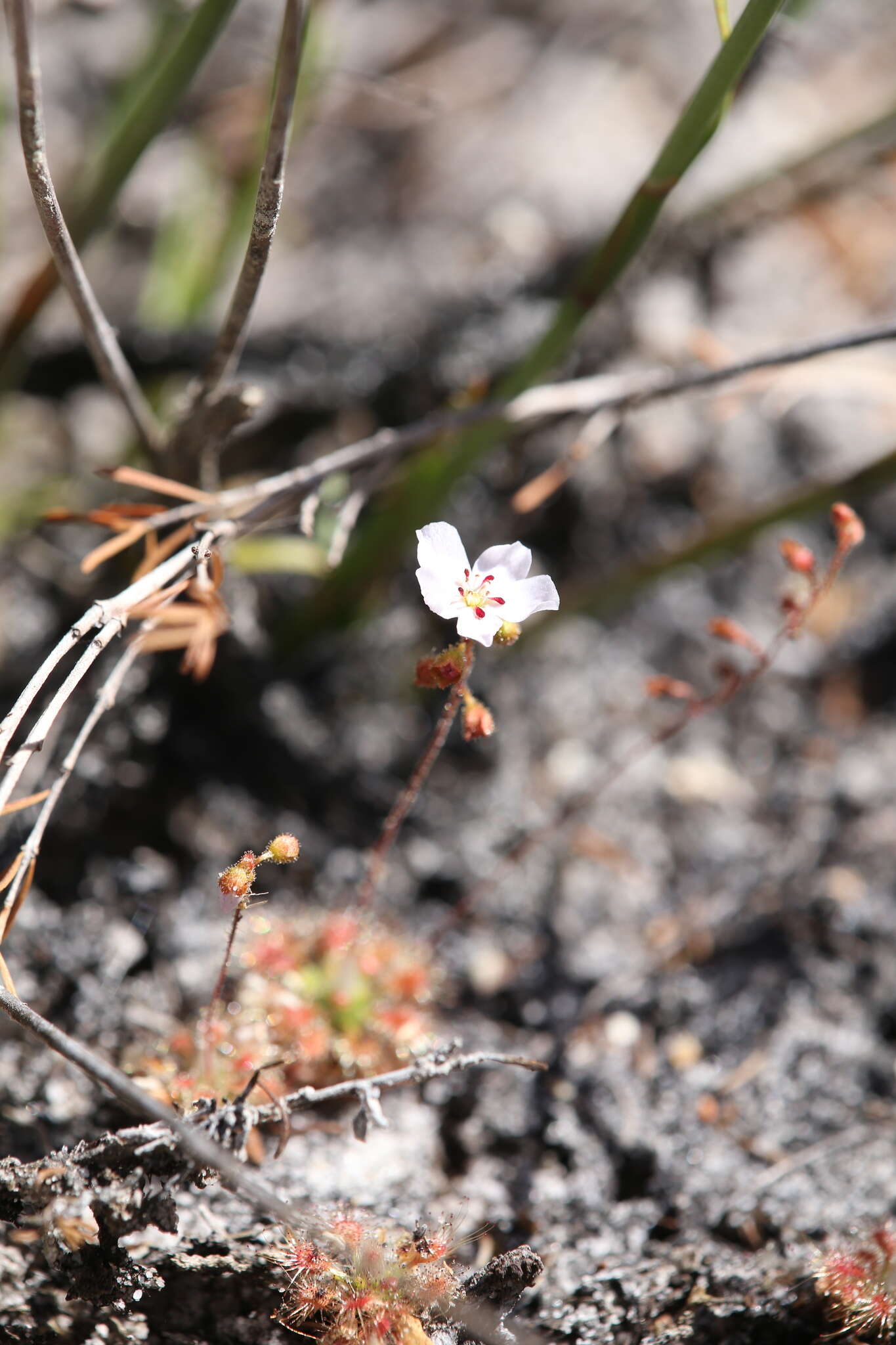 Image of Drosera sidjamesii Lowrie & Conran