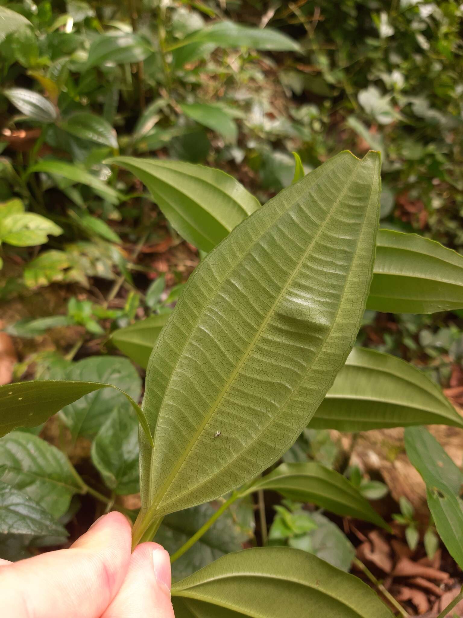 Miconia cinnamomifolia (DC.) Naud.的圖片