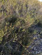 Image of Diosma rourkei I. Williams