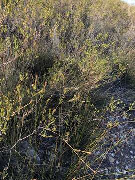 Image of Diosma rourkei I. Williams