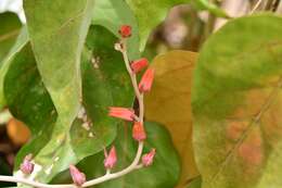 Image of Echeveria goldmanii Rose