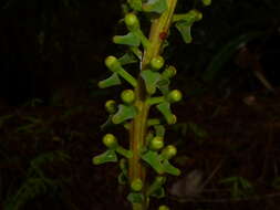 صورة Souroubea exauriculata Delp.