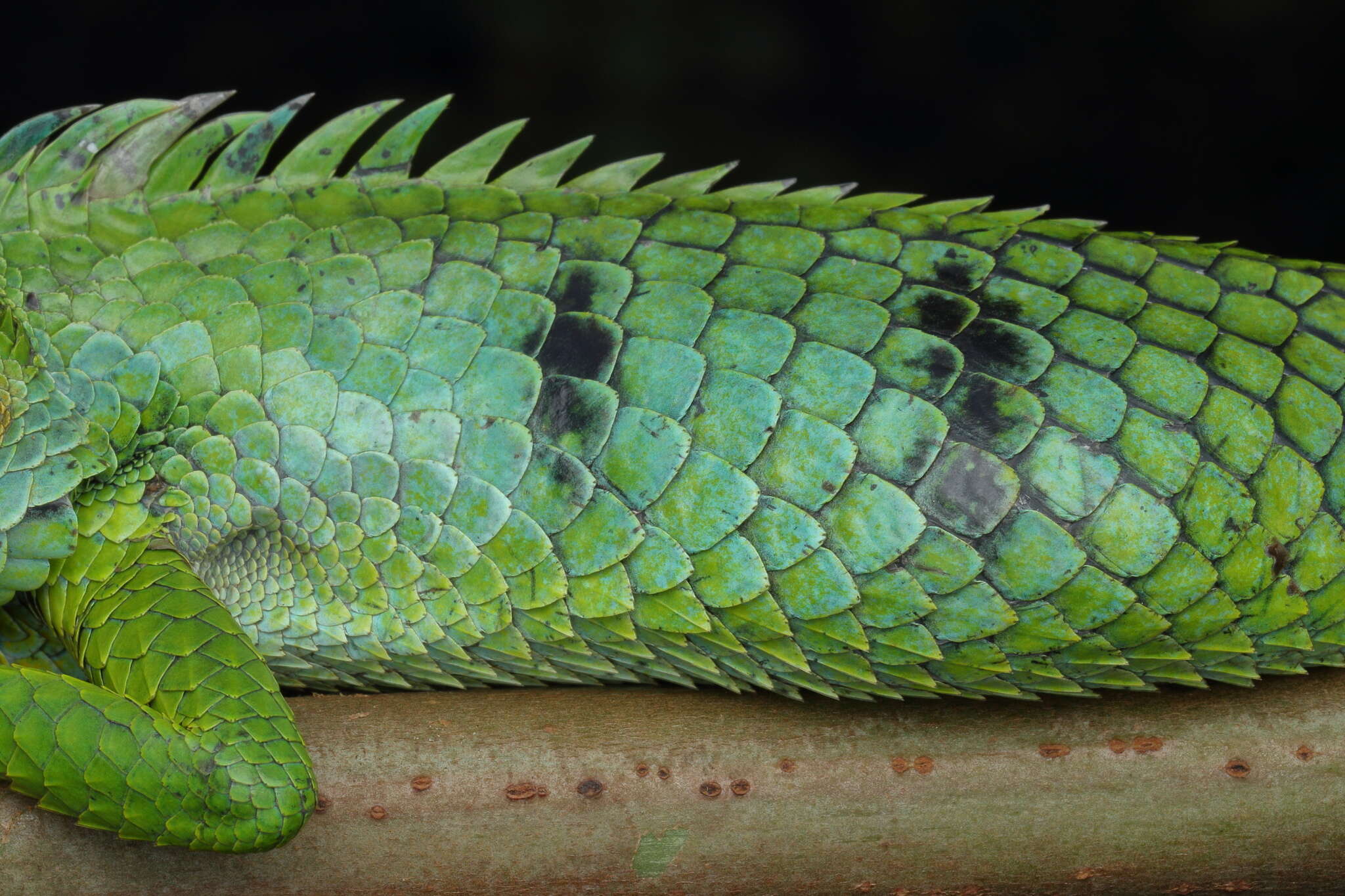 Image of Big Scaled Variable Lizard