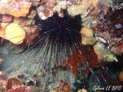 Image of long-spined urchin