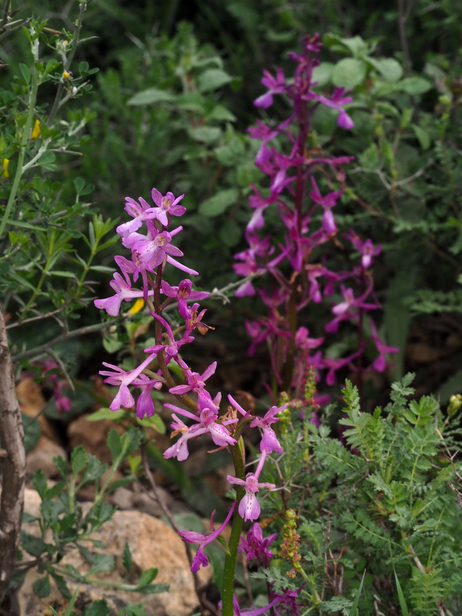 Sivun Orchis anatolica Boiss. kuva