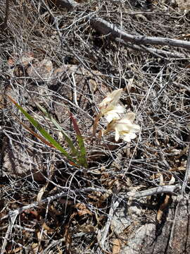 Image of Gladiolus floribundus Jacq.