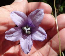 Image of Wahlenbergia cuspidata Brehmer