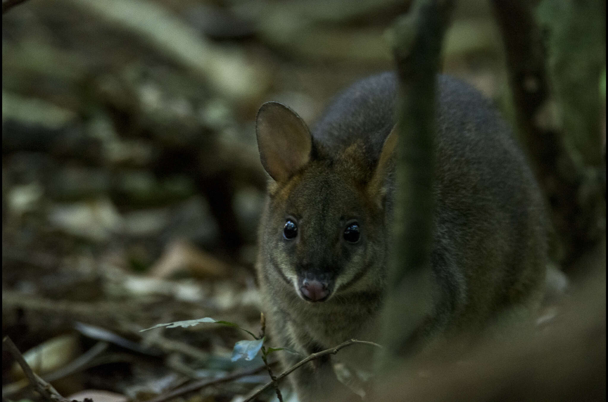 Image of Red-legged Pademelon