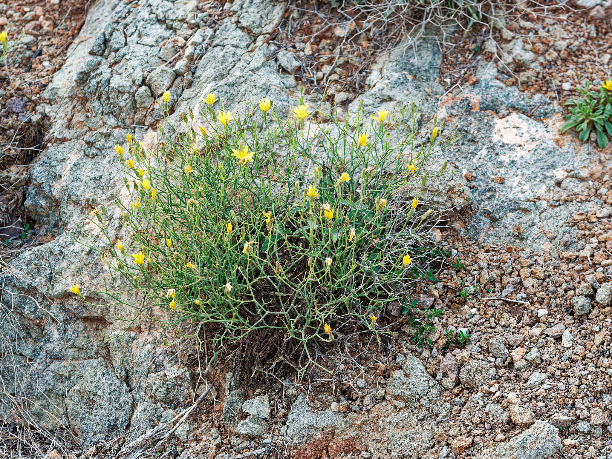 Image of Launaea lanifera Pau