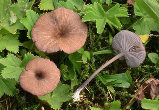 Image of Entoloma caesiocinctum (Kühner) Noordel. 1982