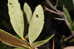 Image of Berberis alpicola C. K. Schneid.