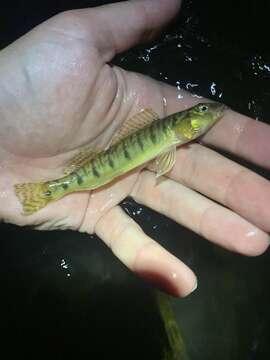 Image of Chesapeake Logperch