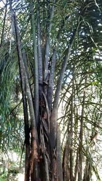 Image of raffia palm