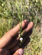 Image of Psoralea glaucina Harv.