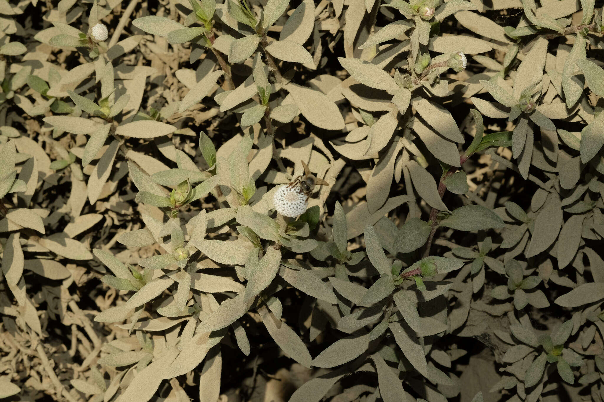 Image of Spilanthes leiocarpa DC.