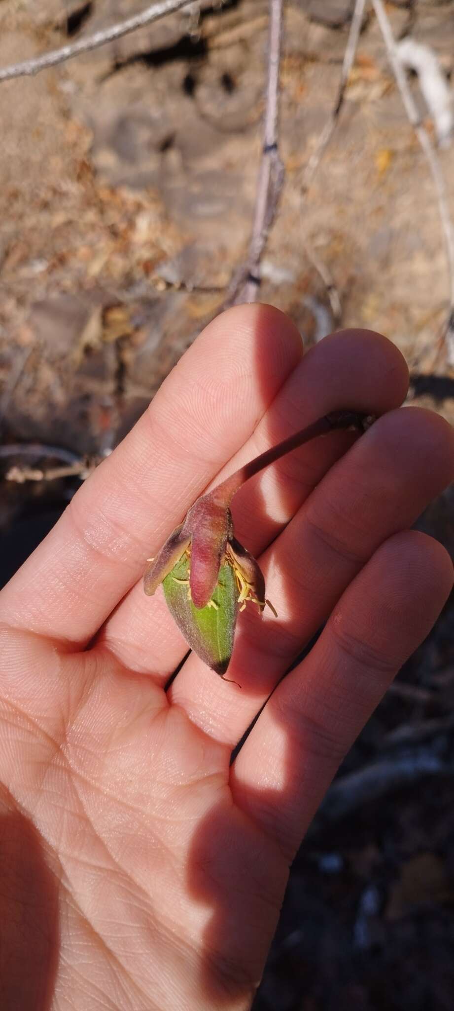 Imagem de Cochlospermum regium (Mart. & Schr.) Pilger