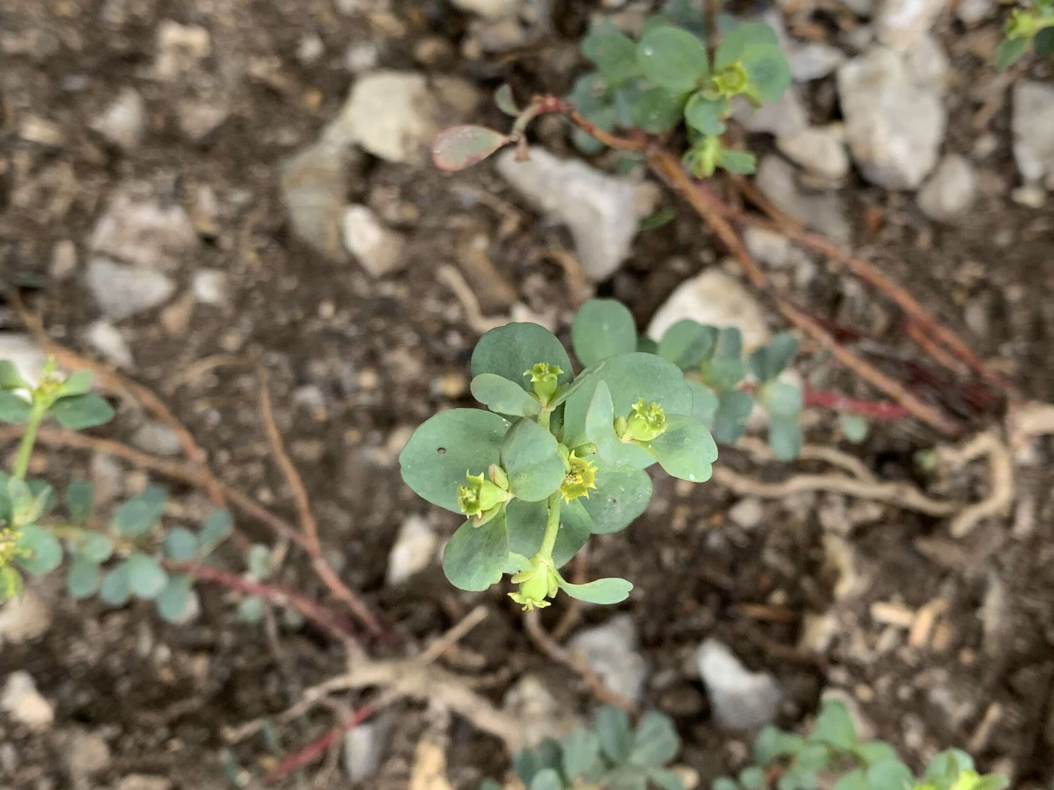 Image de Euphorbia brachycera Engelm.