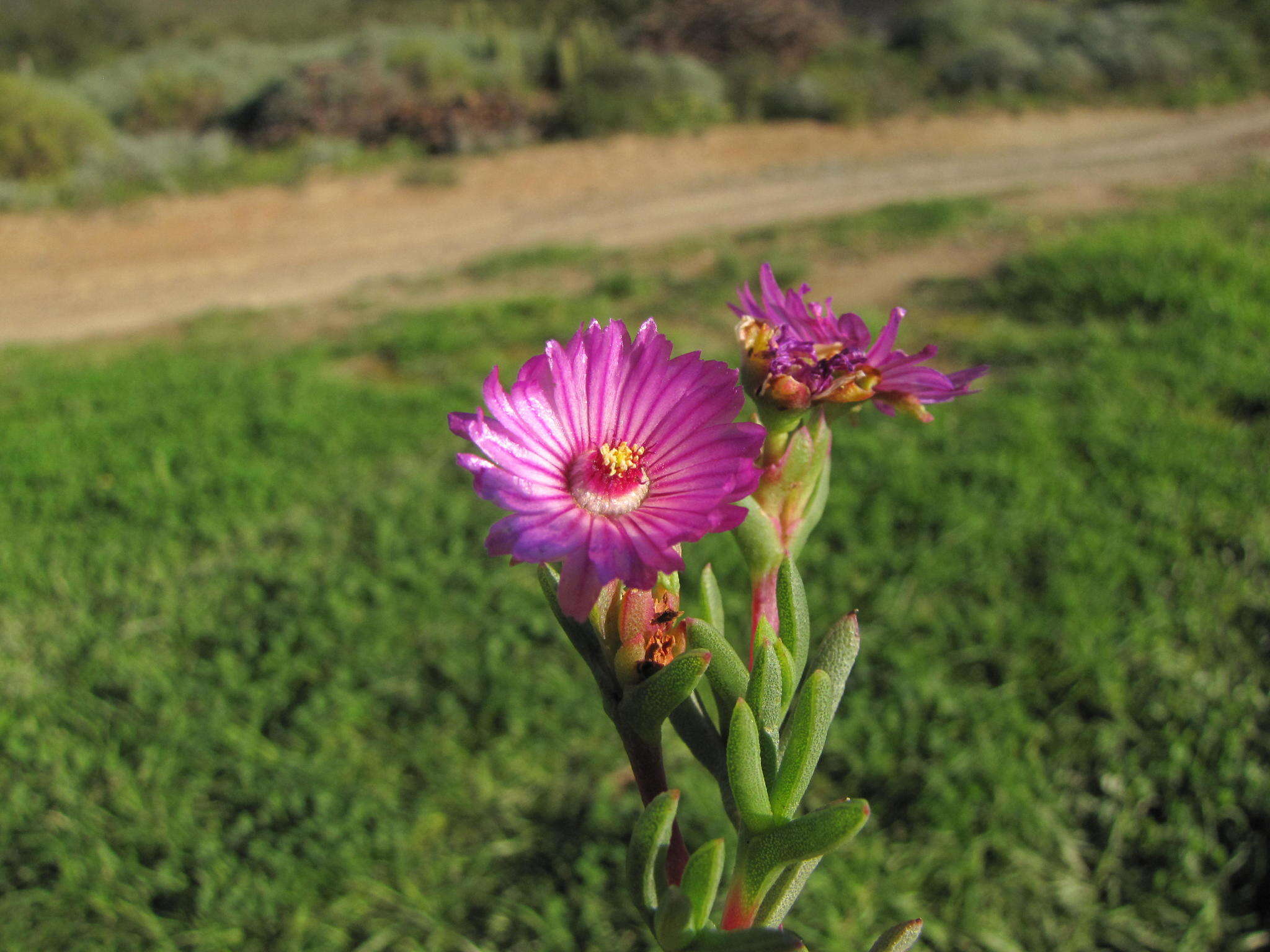 Image of Stayneria neilii (L. Bol.) L. Bol.