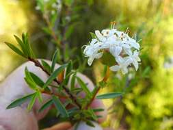 Image of Pimelea linifolia subsp. linifolia