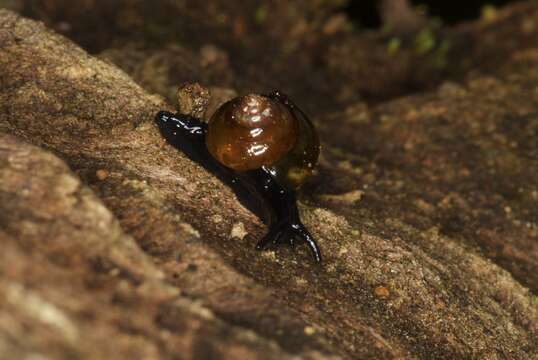 صورة Habroconus Crosse & P. Fischer 1872