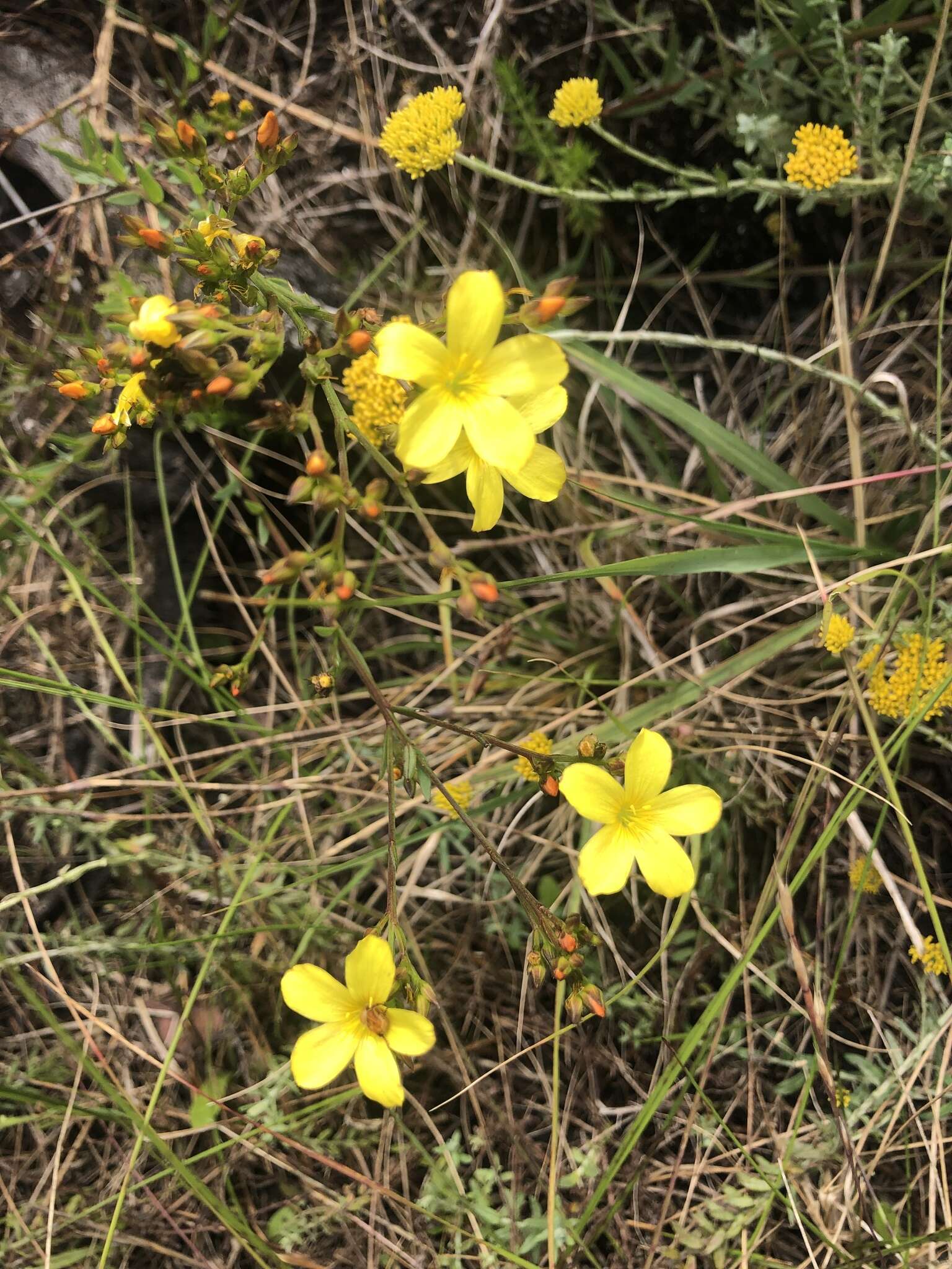 Plancia ëd Linum africanum L.