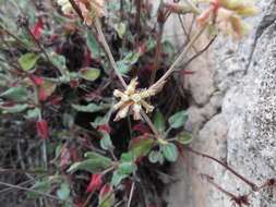 Image of James' buckwheat