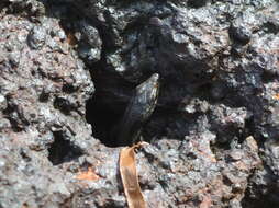 Image of New Caledonian Shore Skink