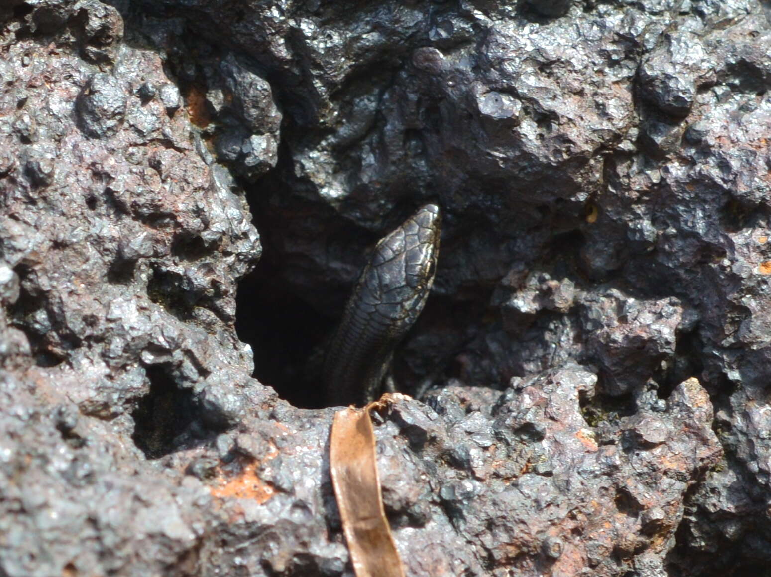 Image of New Caledonian Shore Skink