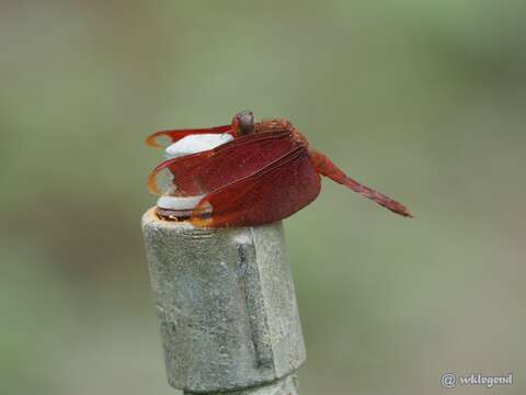 Image of Black Stream Glider