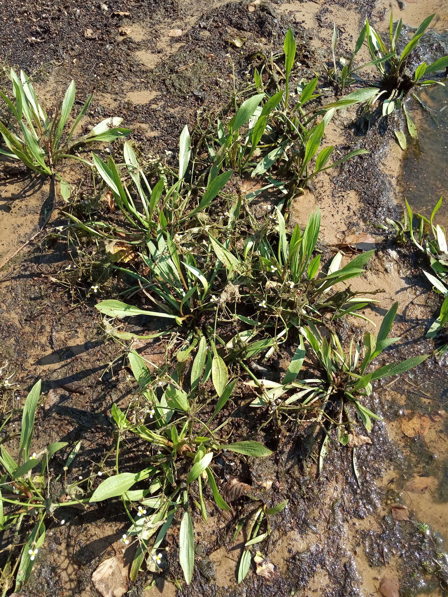 Image of Narrowleaf Water-plantain