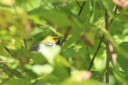 Image of Black-throated Green Warbler