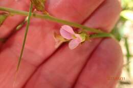 Image de <i>Ophrestia <i>oblongifolia</i></i> var. oblongifolia