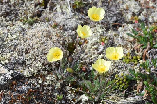 Image of Icelandic poppy