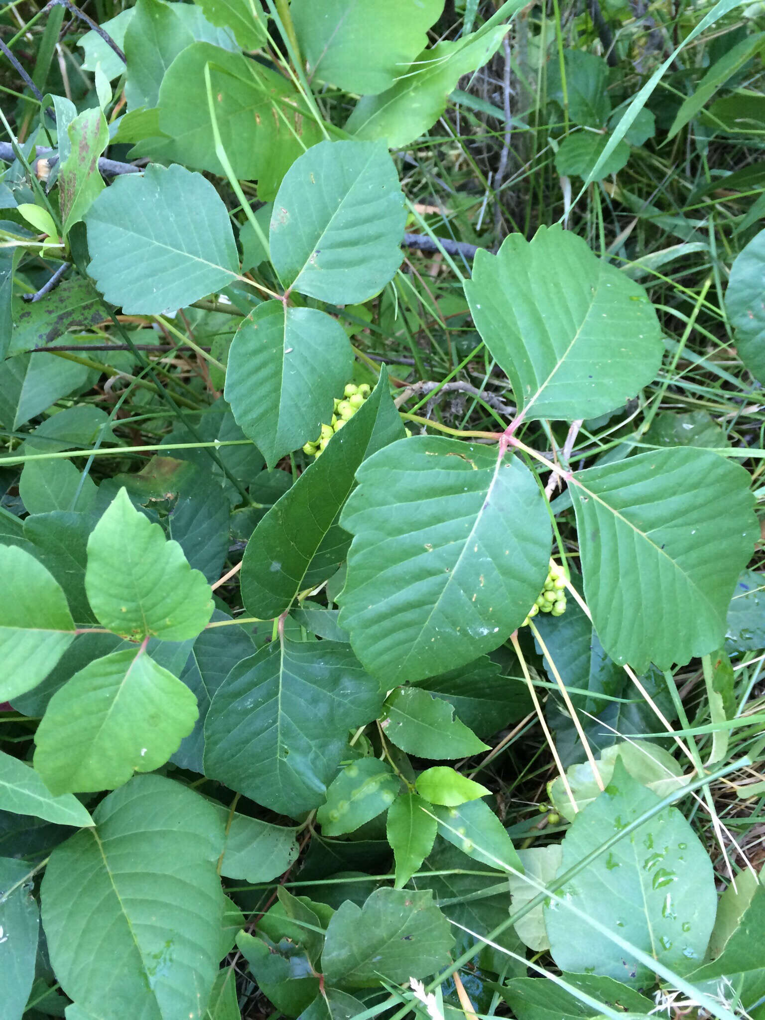 Sivun Toxicodendron rydbergii (Small ex Rydb.) Greene kuva