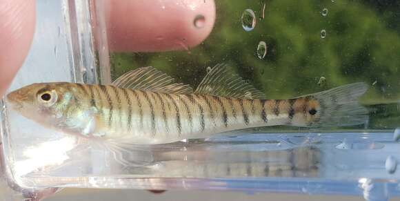 Image of Logperch