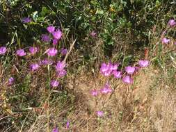 Plancia ëd Clarkia lewisii P. H. Raven & D. R. Parnell