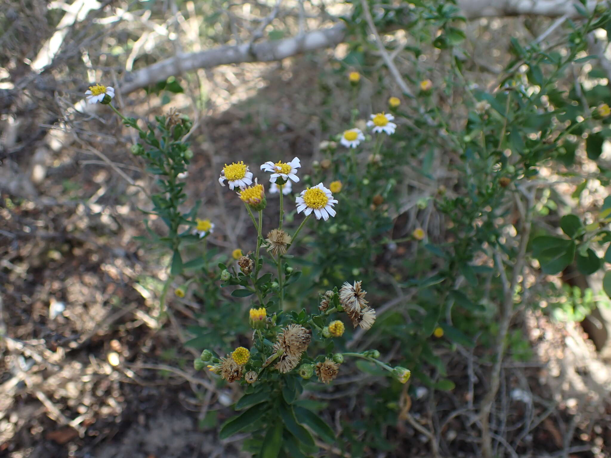 Image of Felicia erigeroides DC.