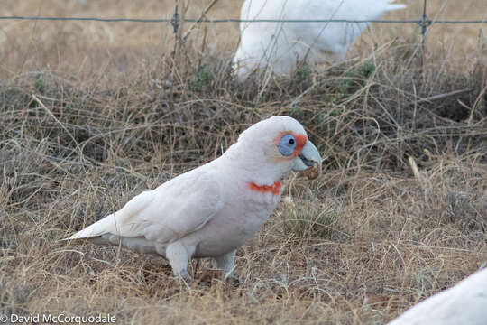 Image of Long-billed Corella