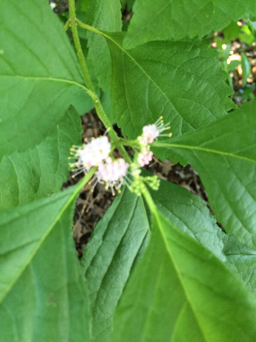 Image of American beautyberry